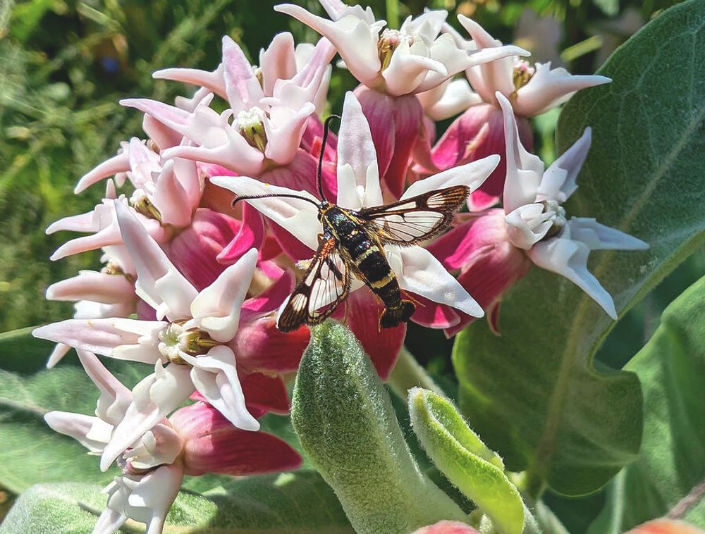 Strawberry Crown Moth and Showy Milkweed by Jean Evans