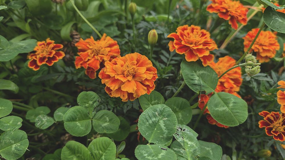 French Marigolds and Clover by Jean Evans