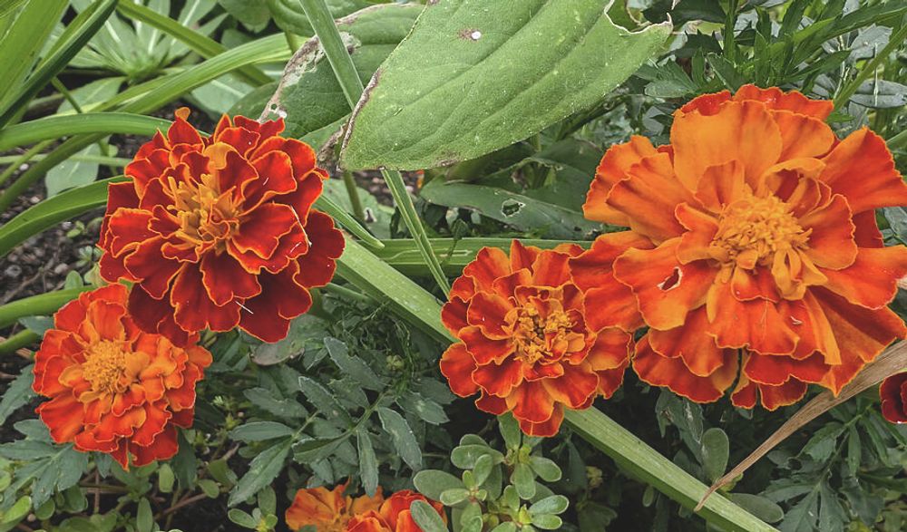 French Marigolds in Bloom by Jean Evans