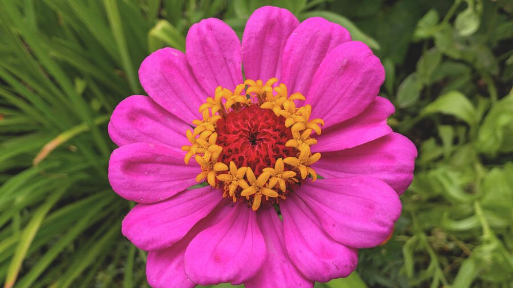 Pink and Yellow Zinnia by Jean Evans