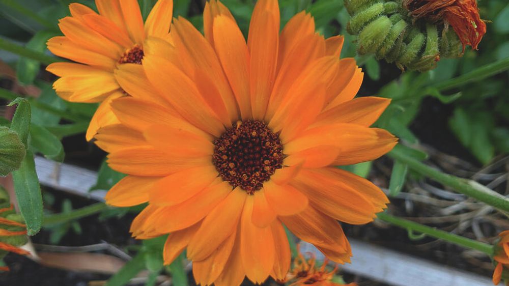 Calendula in bloom by Jean Evans