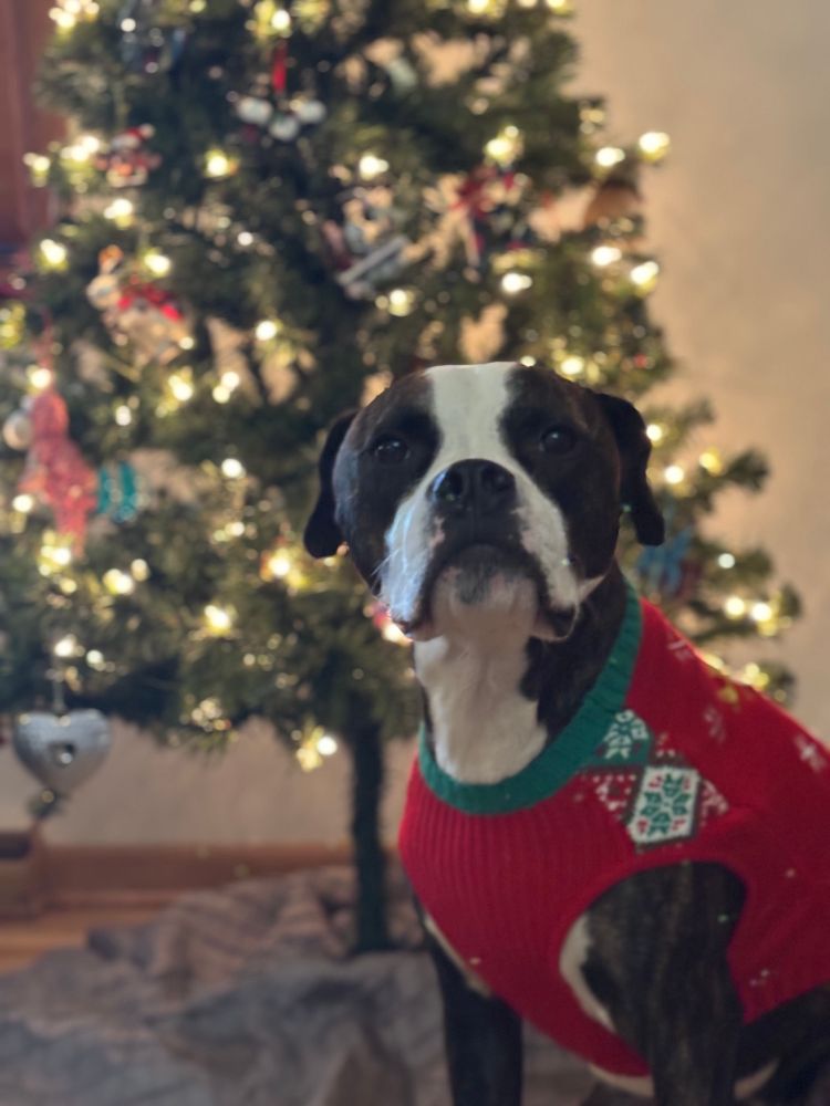 Boxer/bully mix in a Christmas sweater in front of a Christmas tree