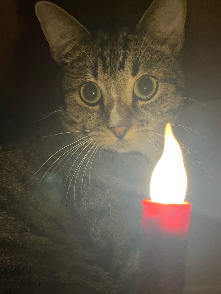 cat staring at camera illuminated by fake candle