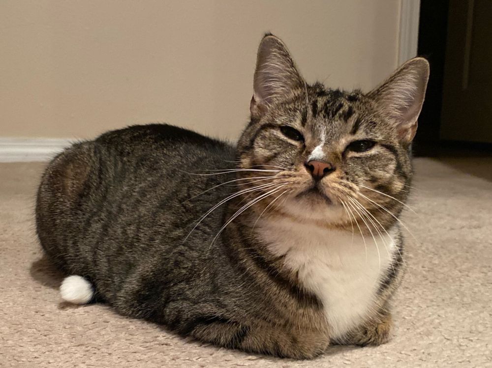 cat sitting in loaf form, paws tucked under her body, eyes squinting