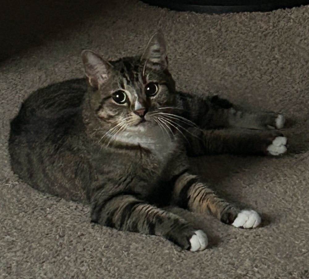 cat, laying on the floor staring at the camera pupils dilated 
