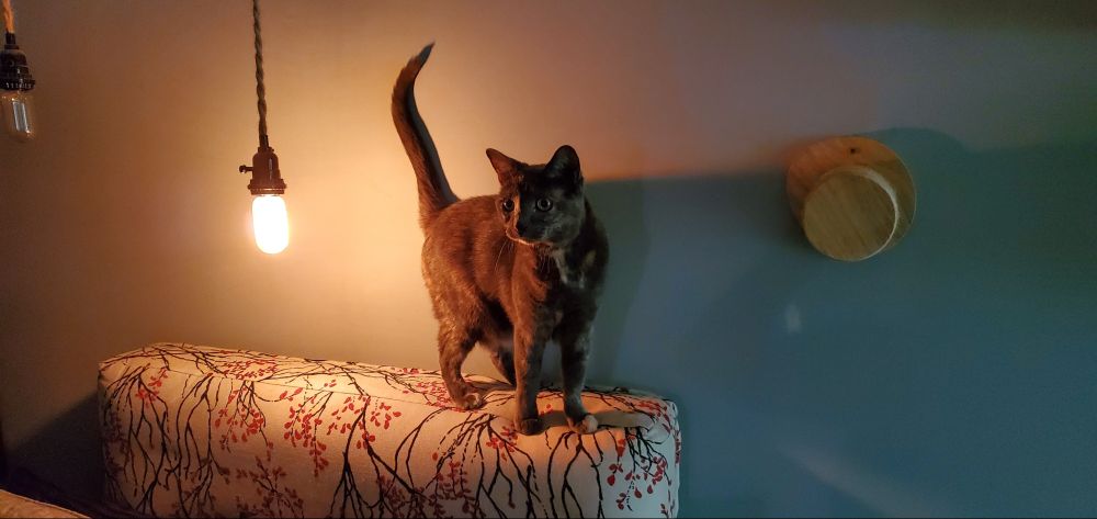 A dilute tortoiseshell cat stands on a headboard-like pillow, illuminated by a bare edison-style light bulb at butt-level. Her tail is upright and she looks to the side, alert.