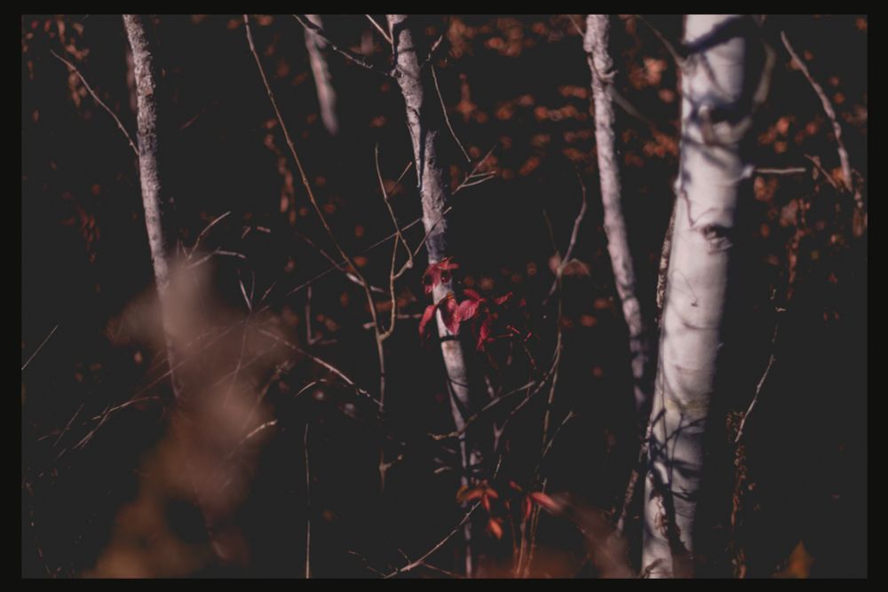 multiple thin birch trees plumb the shadows. a spray of red leaves is the only visible foliage