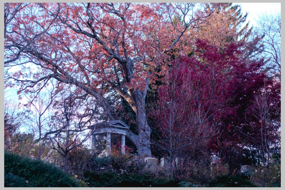 muted fall colors and bare branches rise up dramatically atop a rise , overshadowing a stone memorial and a few headstones