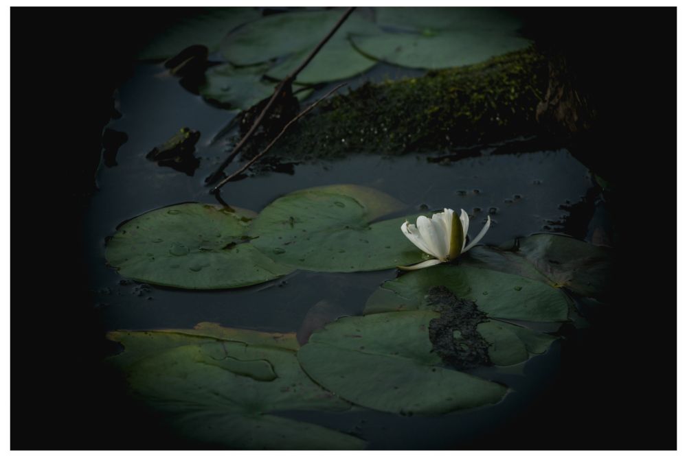 some lily pads and a blooming lotus flower.  frog in the shadows, top left.