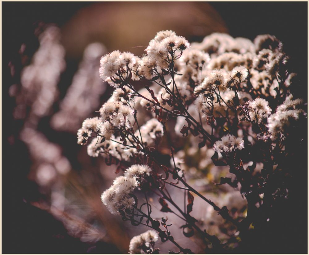 an uncountable horde of backlit puffball seeds in bunches on dark branches with dead curled leaves. a strand of spider silk catches the light as it wafts between the two highest clumps of fuzzy seeds.