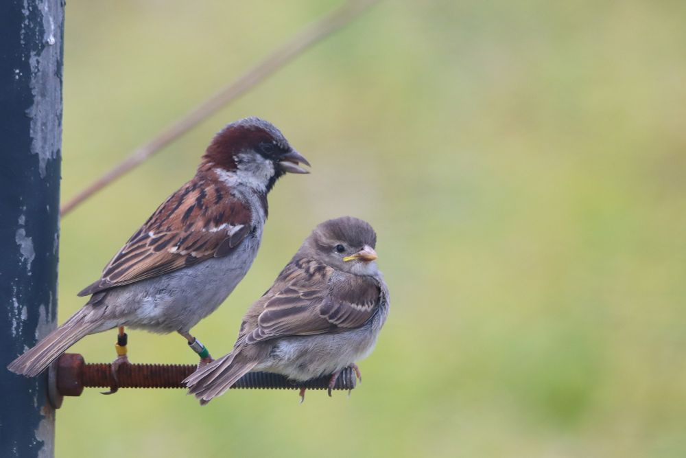 Two house sparrows from the long-term study on Lundy island. 
#ukbirding #ornithology