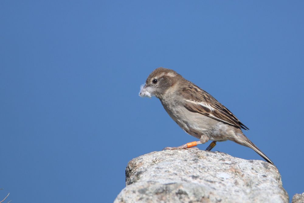 a sparrow with colour-rings on Lundy island 
#ornithology