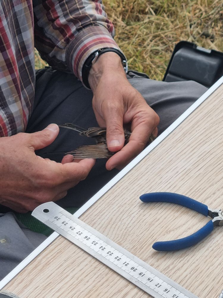 Examen du plumage pour déterminer le sexe et l'âge 