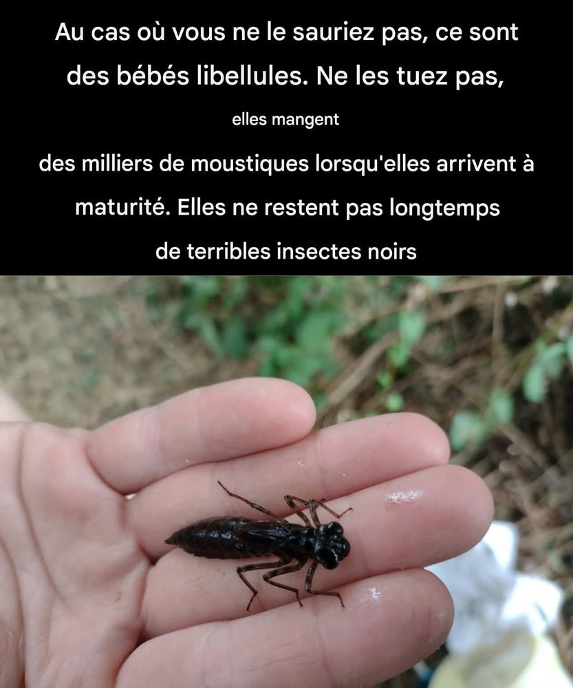 Une photo de larve d'odonate (libellule) présentée comme un "terrible insecte noir"