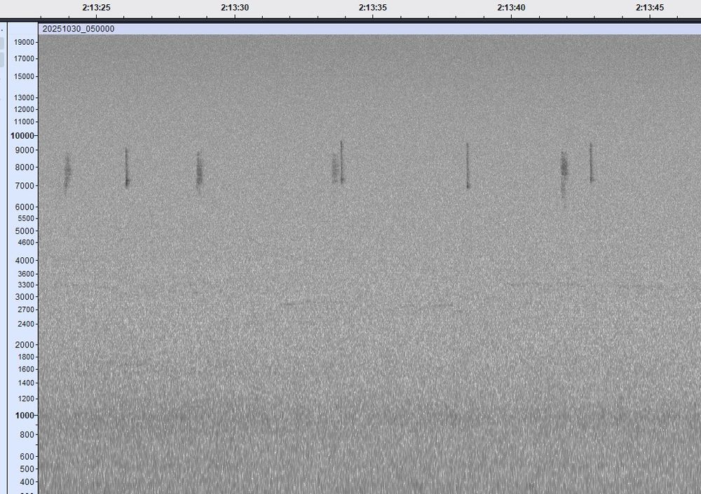 Sonogramme visualisé sur le logiciel Audacity. Série de petites taches sombres verticales entre 7 et 10 khz de fréquence, les unes ressemblant à une goutte allongée, les autres à une sorte de petit gribouillage étroit, intercalés car les oiseaux devaient voler côte à côte en criant