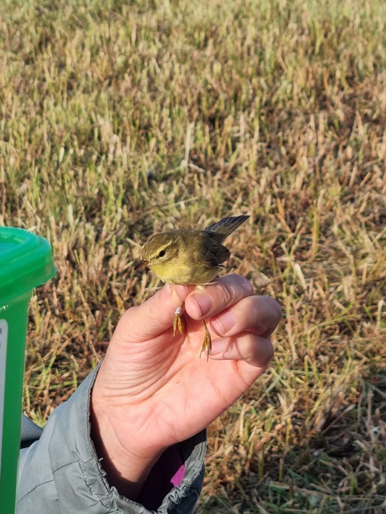 Petit passereau jaune, dos olive, sourcil très marqué, fin et élancé, tenu par les pattes avant relâcher 