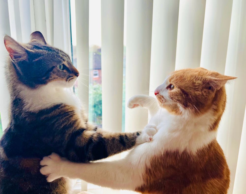 A brown, black and white British shorthair cat and a ginger and white British shorthair cat play fighting whilst stood on their back legs in front of a window.