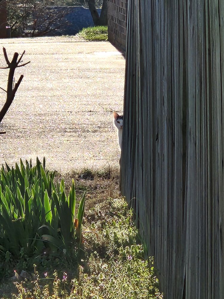 A white and black cat carefully peeks around a fence.
