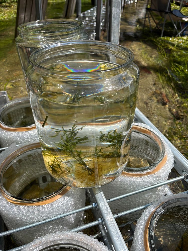 Each jar contains biofilms cultivated in the stream prior to each experiment, and mosses (Fontinalis antipyretica) which are ubiquitous in UK rivers and streams. Their lack of rooting structure makes them ideal for these isotope dosing experiments. Later on in the programme we will introduce benthic chambers and endemic higher plants, but these 6L mesocosms are too small to accommodate them.
