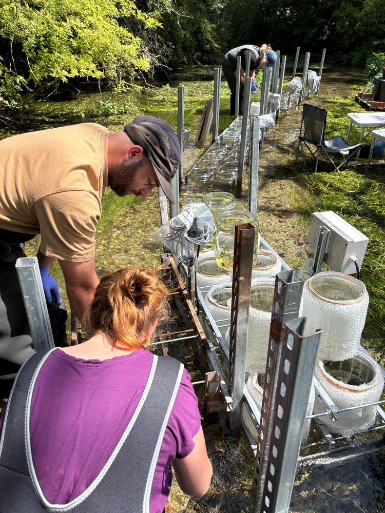 Meet the team! Drs Charlotte Briddon and @jameslmcdonald.bsky.social, working on setting up the motors to drive the paddles in our warming (bubble wrap jackets, elevated higher in the water column) and warming plus high (double the rpm) flow velocity experiment. Further along, Dr @acastrocastellon.bsky.social from our @ukri.org NERC QUANTUM programme is setting up the jars for our ambient temperature with stirring experiment in this classic chalk stream. The catchment comprises calcium carbonate rich chalk, flows to the river are dominated by groundwater and deeper throughflow, and the stream ecosystem supports Ranunculus spp. (water crowfoot), Callitriche spp. (starwort) and Rorippa nasturtium-aquaticum (watercress) along with a native brown trout population. How will biotic response rates to isotope dosing of 13C15N labelled compounds in this alkaline, and gin-clear stream contrast with those in a more turbid clay stream (experiment 2) and dystrophic peatland stream (experiment 3). We look forward to finding out!
