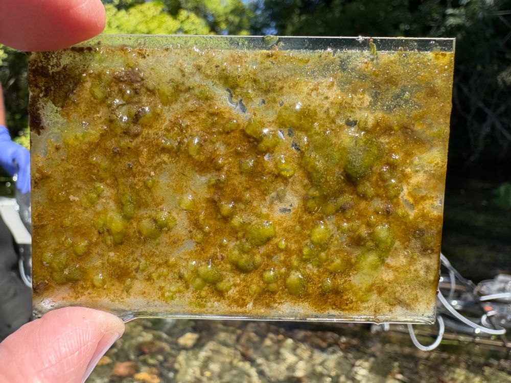 A biofilm coated slide at 48 h sampling time point. 
