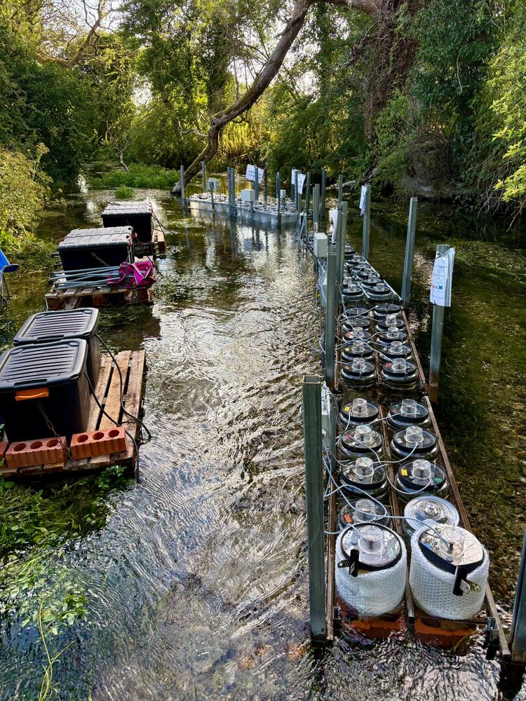 The final set up, the evening before the first sampling at time point 0. We then sample at 1.5 h, 6 h, 24 h, 48 h, 96 h (at which point we introduce snails to graze off the biofilms and bryophytes) and 192 h. So many moving parts to go wrong, and each jar 9x 3 replicates) receives a different dual-labelled DOM compound at 1% enrichment of N over background. These are not enrichment nor depletion experiments (those come later in this 5 year ERC Advanced Grant programme, awarded to @penny.johnes.bsky.social ) and funded via @ukri.org under the Horizon Guarantee.