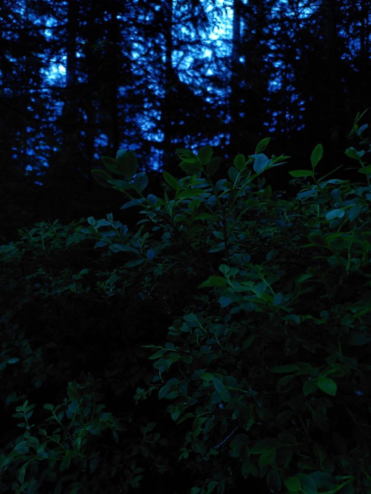 Blaubeerbüsche und Nadelbäume im Abendlicht