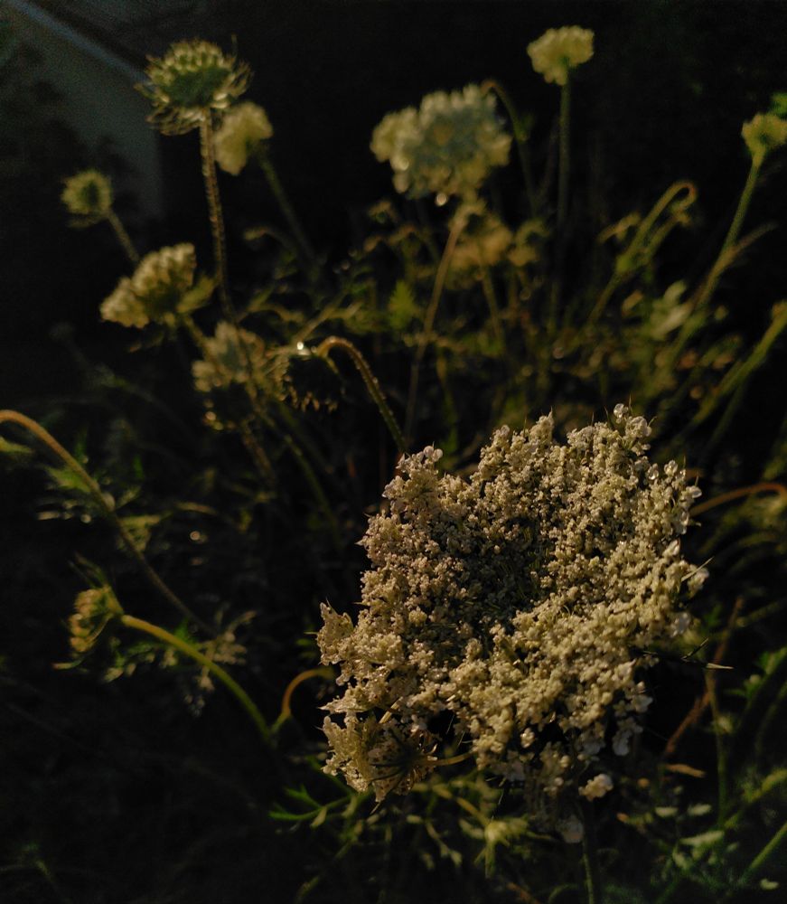 wilde möhre: helle Blüten im Abendlicht, umgeben von Schatten 