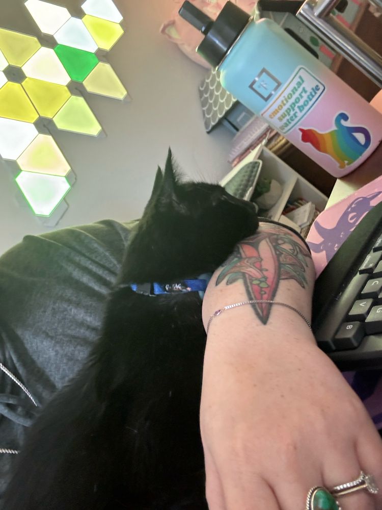 Noah the black cat laying with his chin down on Taryn’s forearm