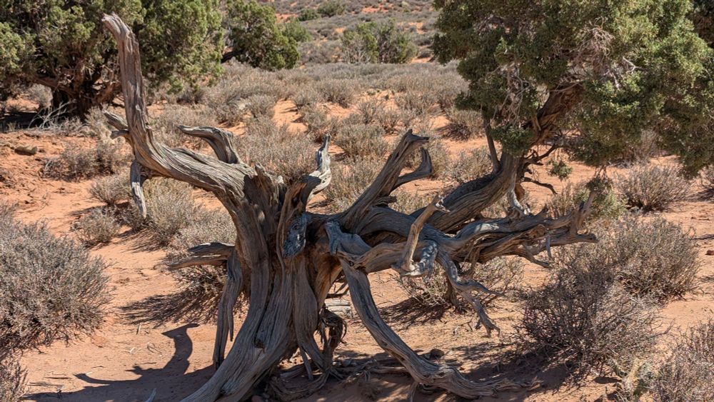 A desert bush-tree with multiple trunks and branches. It must have been an interesting tree since we had to wait several minutes for other people to stop taking pictures of it and leave.