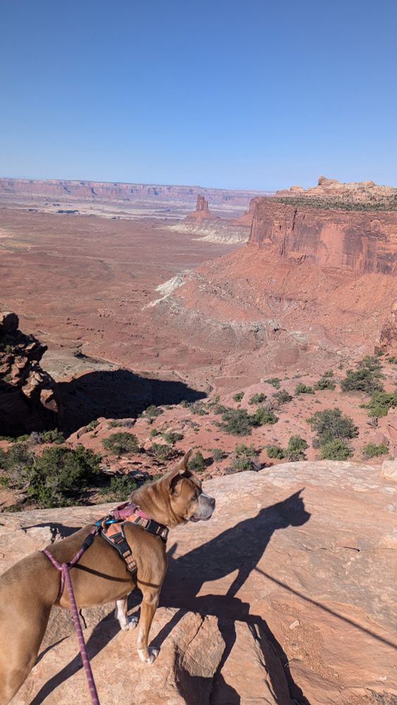 A cute brown dog on a leash looking out over a vast desert valley. A few scrub bushes immediately below the edge. A sheer rock cliff is on the right side, and shadows are stretching out from the left.