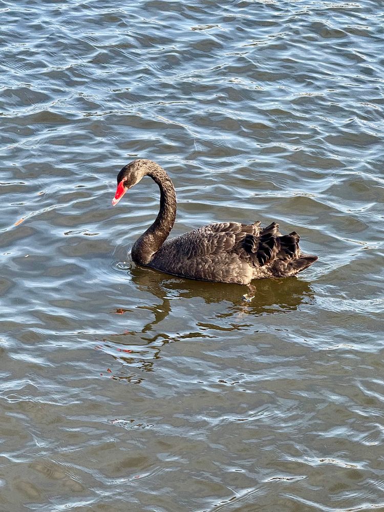 Picture of a black swan with a red beam swimming in some water