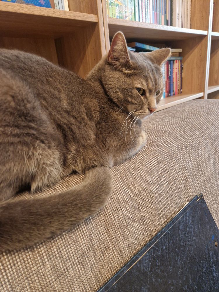Grey tabby looking contrite on the back of the sofa
