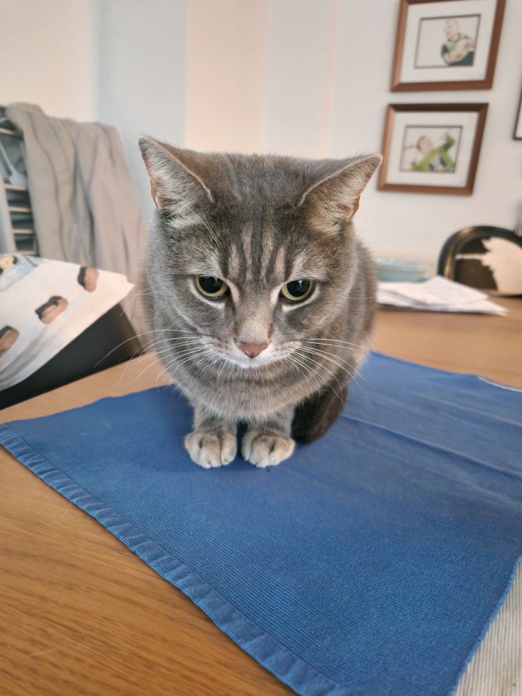 Grey tabby sitting crouched on a table mat staring at the camera with big pupils