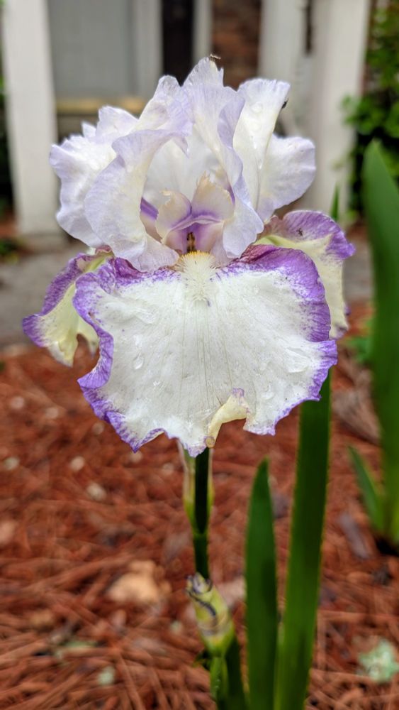 A pale white iris flower with faint butter yellow tones and purple-edged petals. This one is called 'Rings True'.