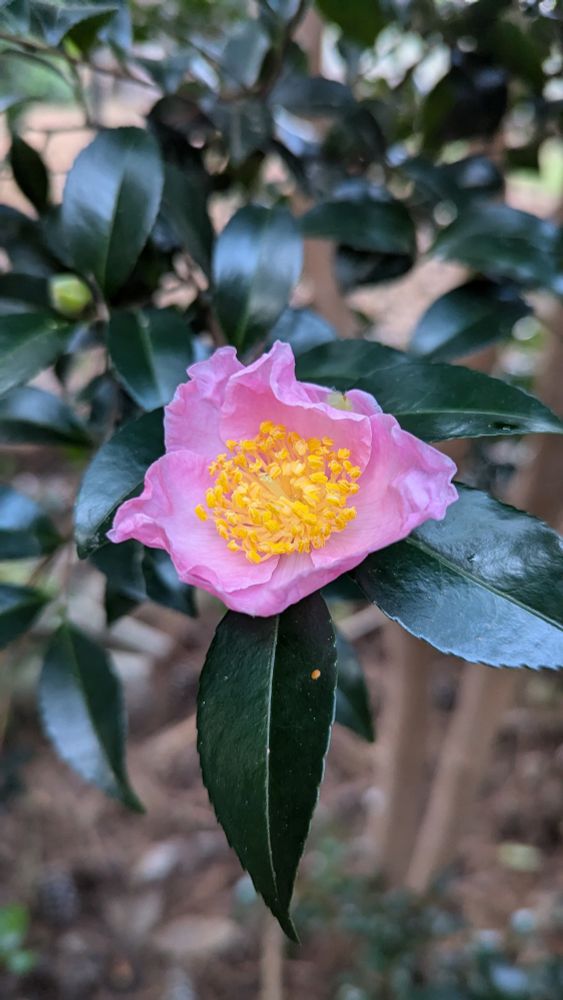 Close up of a pale pink camellia flower with a yellow center. The full plant is a tree, not a bush!