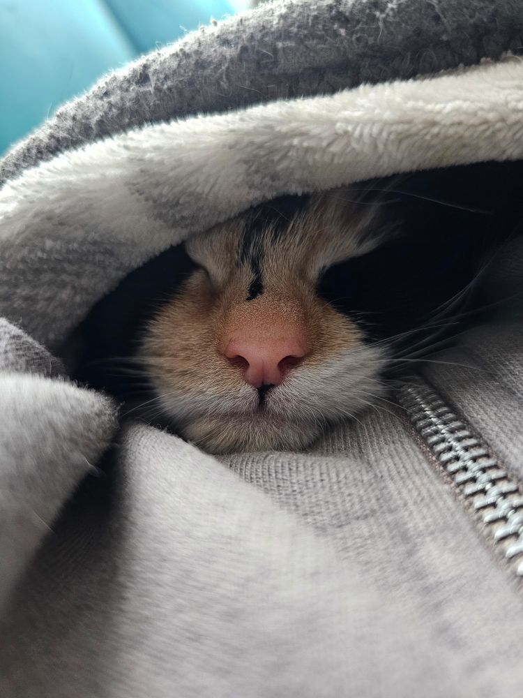 Calico kitten wrapped up in a blanket 