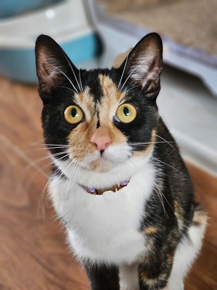 Calico cat staring at the camera