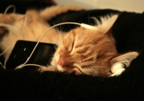 An orange cat lying with its eyes closed. It is wearing headphones and looks chill.