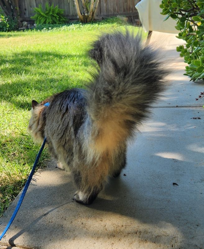 A long-haired brown tabby with his floofy tail held high, walking away from the camera.
