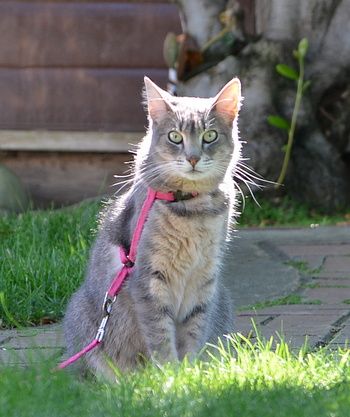 A gray tabby cat wearing a pink harness, sitting beside a lawn. She's looking at the camera and the reflecting sunlight is highlighting the edges of her neck and head. 