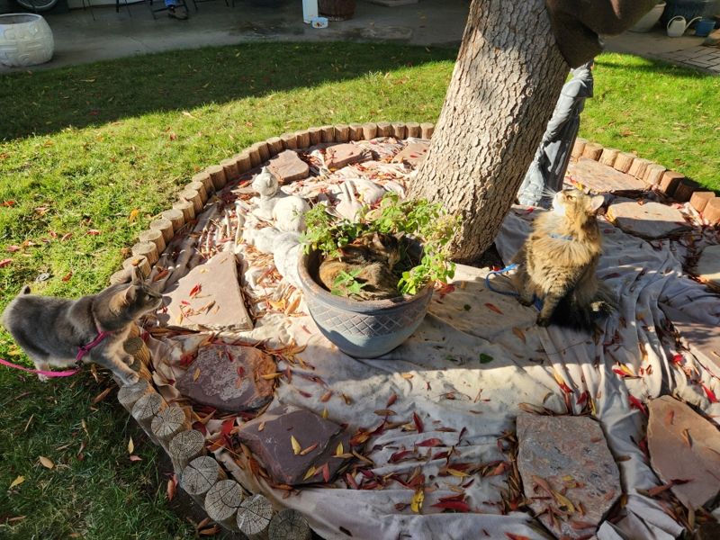 A small tortishell cat curled up in a garden pot of catnip. Two other cats are on the ground beside her. 