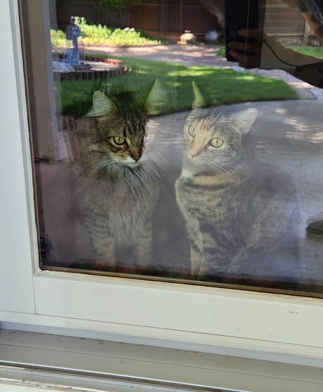 A brown tabby cat (Wolfie) and a small tortishell cat (Molly) sitting beside each other behind a sliding glass door, waiting to be allowed outside. 