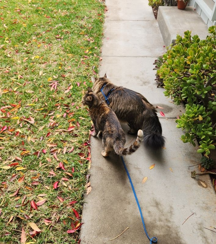 A large and small cat standing beside each other on a walkway. 