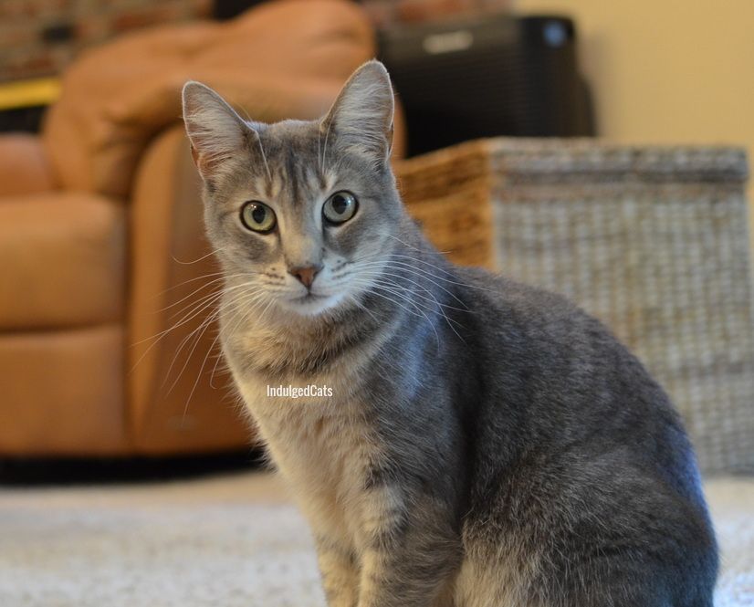 A gray tabby cat sitting sideways, looking into the camera.