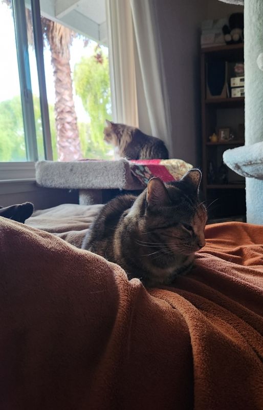 A tortishell cat snuggled in on a brown blanket against humans legs and a brown tabby at an open window in the background.