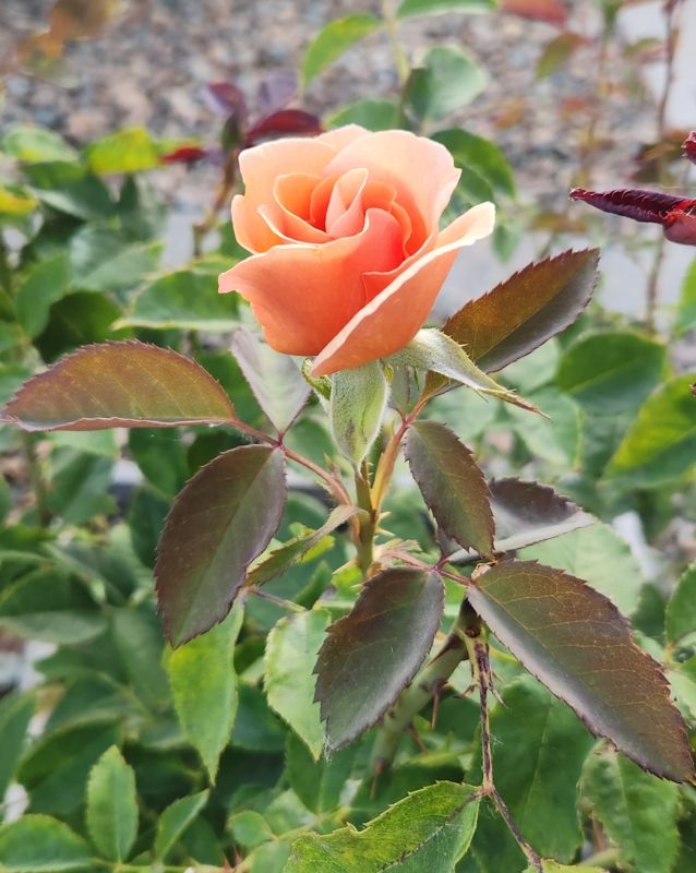 A peach-colored rose flower.