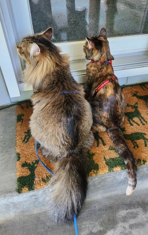 A large male brown tabby cat sitting beside a small female tortishell cat. Both are adults but the brown tabby is about twice the size of the tortishell. 