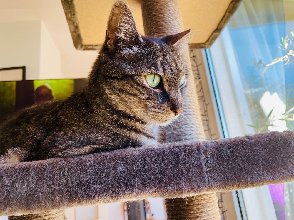Silver tabby with green eyes sitting loaf style. We only see her front half and we are looking at her at an angle, between profile view and a front view. She is looking at something out the window, off camera. 