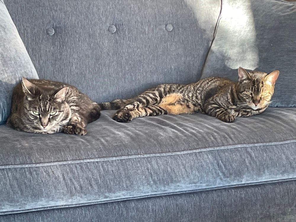 Two tabbies (one silver and one brown) lying near each other on a grey blue couch. 